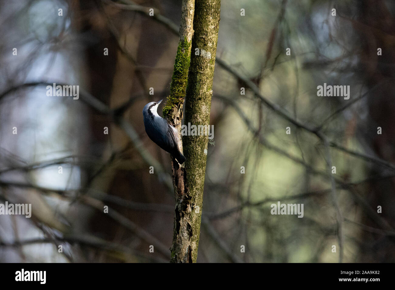 Kleiber an einem Baum auf der Suche nach Essen Stockfoto