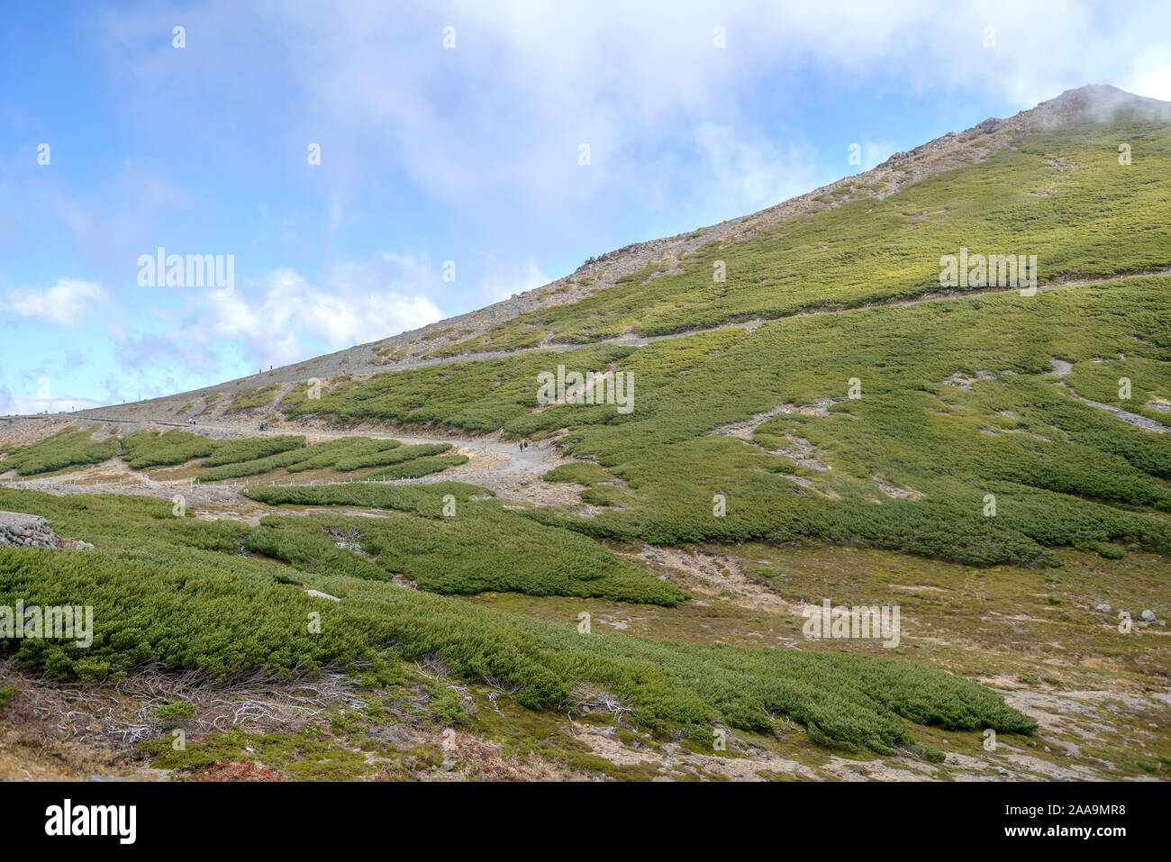 Zwerg-Zirbel-Kiefer in der Krummholz-Zone der Japanischen Alpen, Zwerg-Zirbel - Kiefer (Pinus pumila) Stockfoto