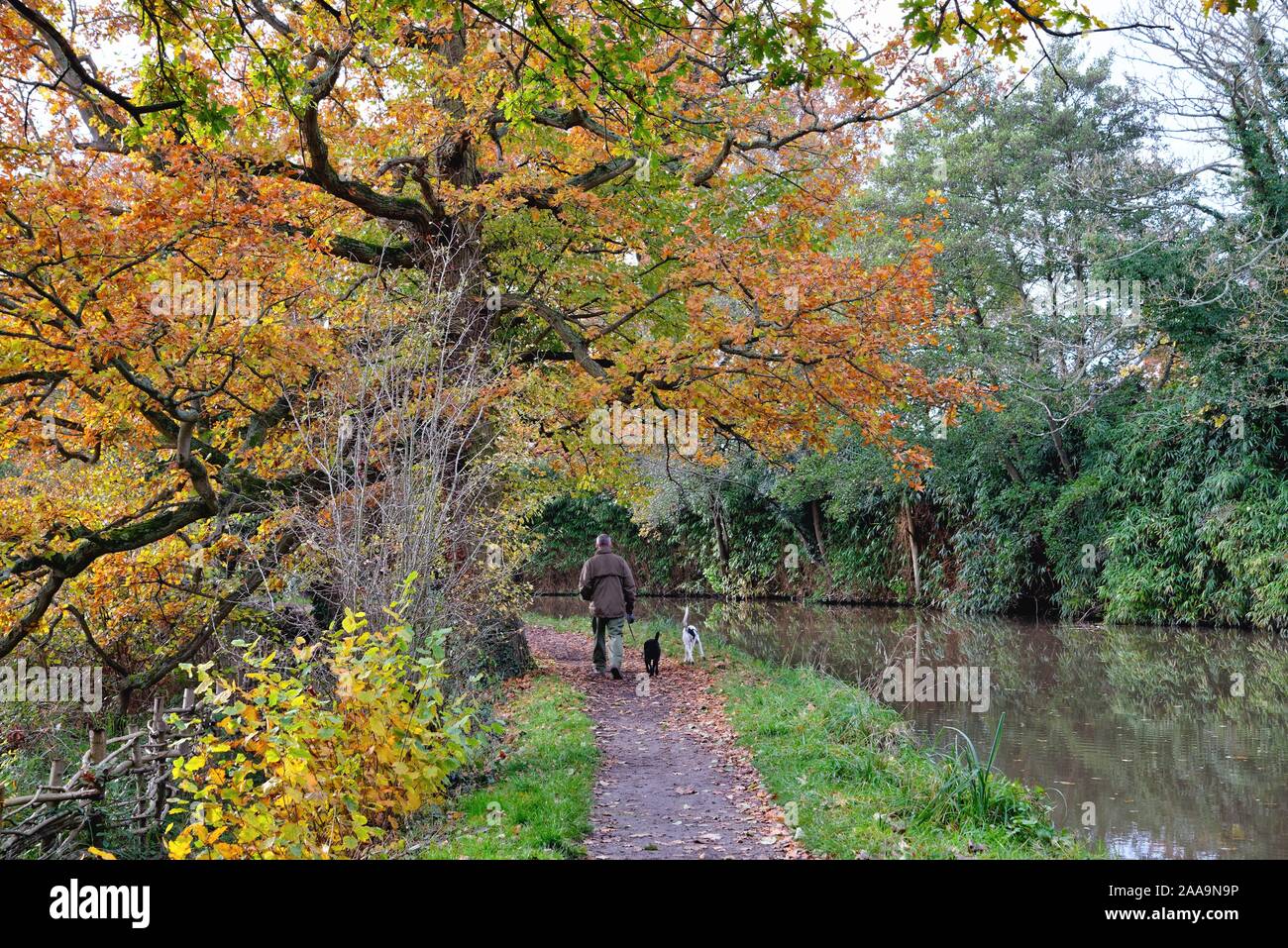 Ein einzelner Mann zu Fuß zwei Hunde auf dem leinpfad am Fluss Wey Navigation canal Byfleet Surrey England Großbritannien Stockfoto