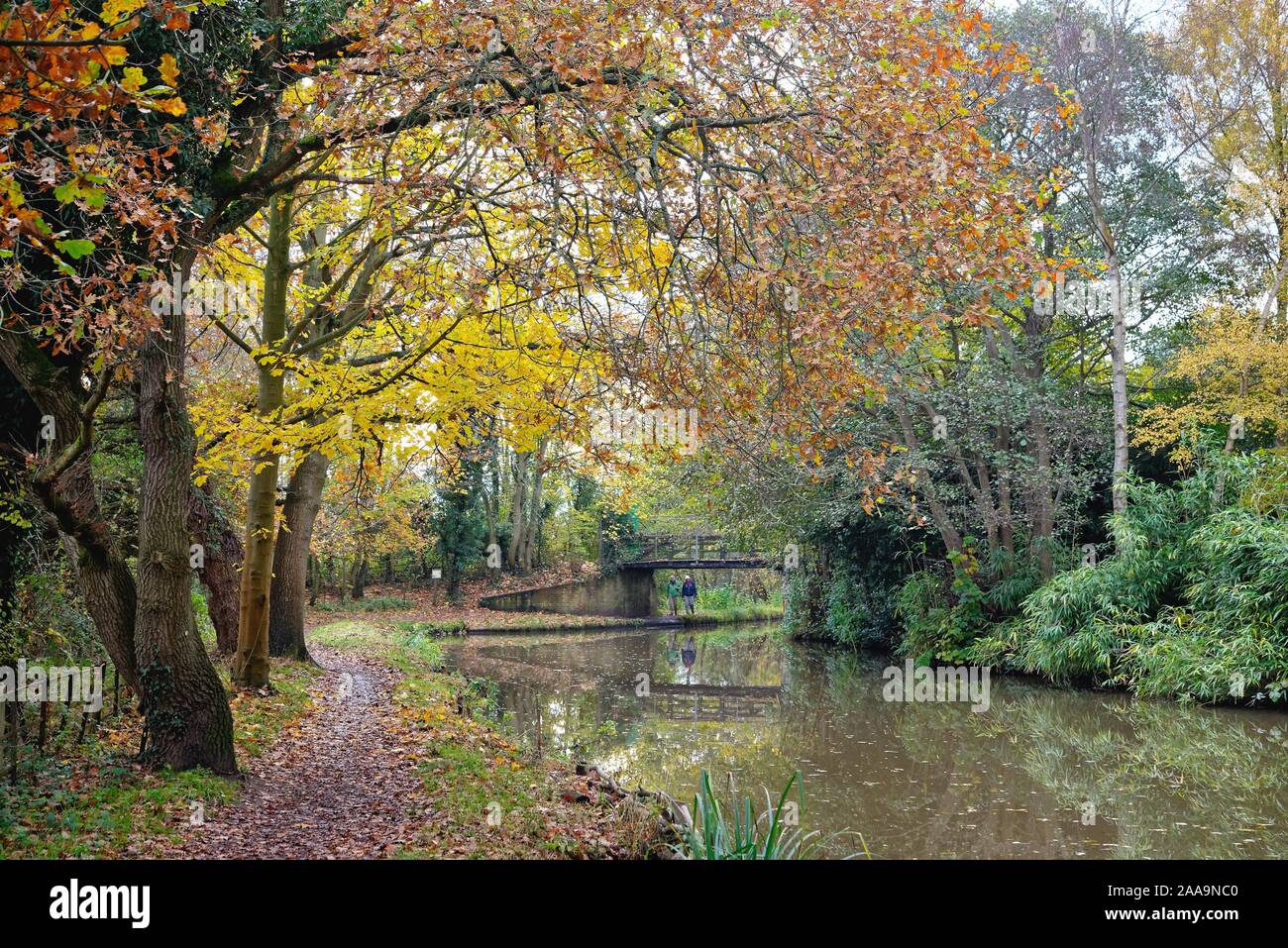 Eine bunte herbstliche Szene auf dem Fluss Wey Navigation canal Byfleet Surrey England Großbritannien Stockfoto