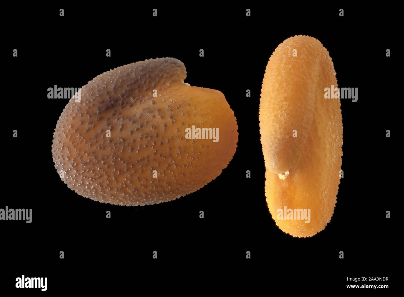Trigonella cretica, Samen, Nahaufnahme, Korngröße 2 mm Stockfoto