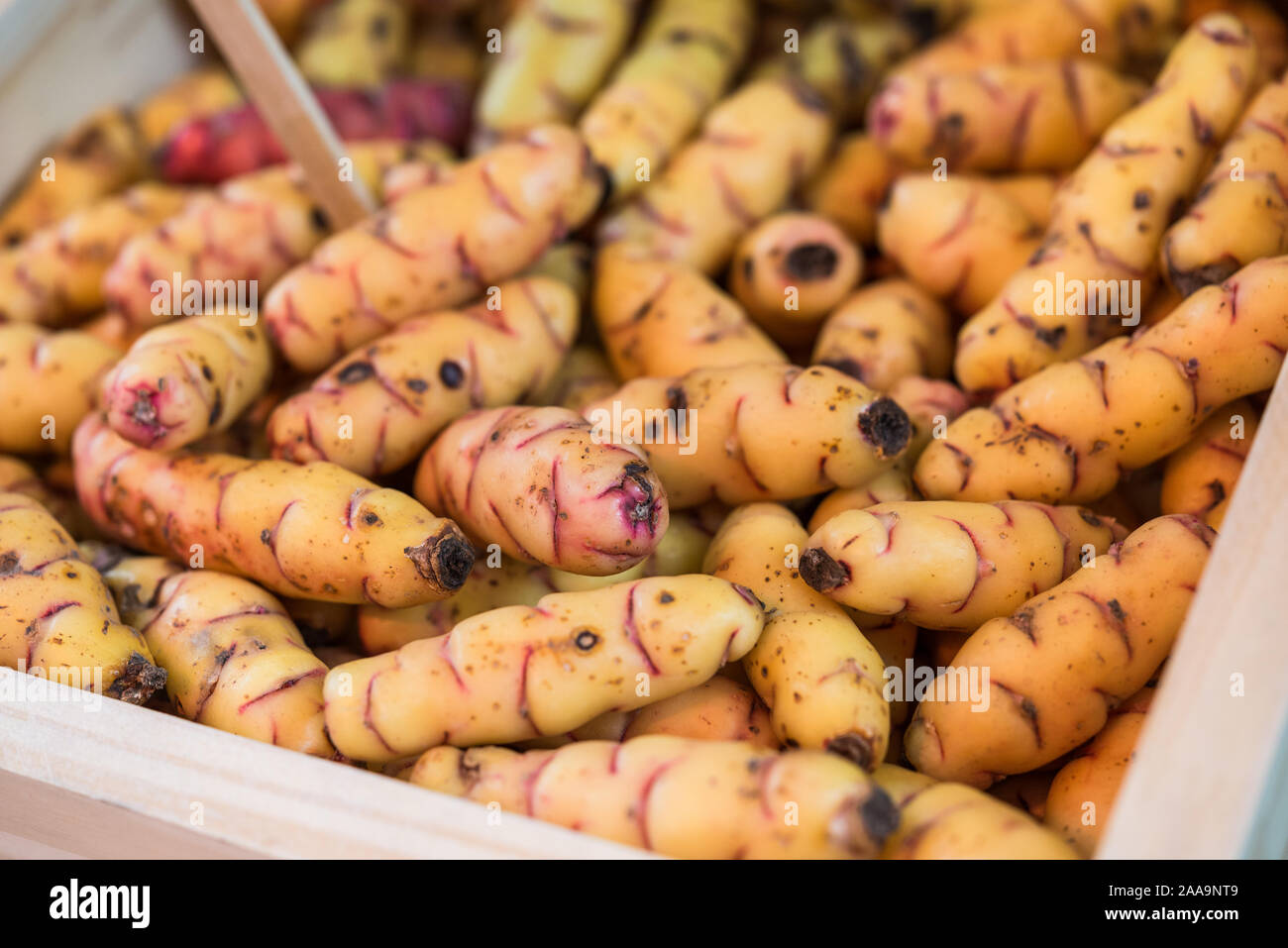 Organische Neuseeland Süßkartoffeln oder oca Gemüse an einem Street Food Markt. Stockfoto