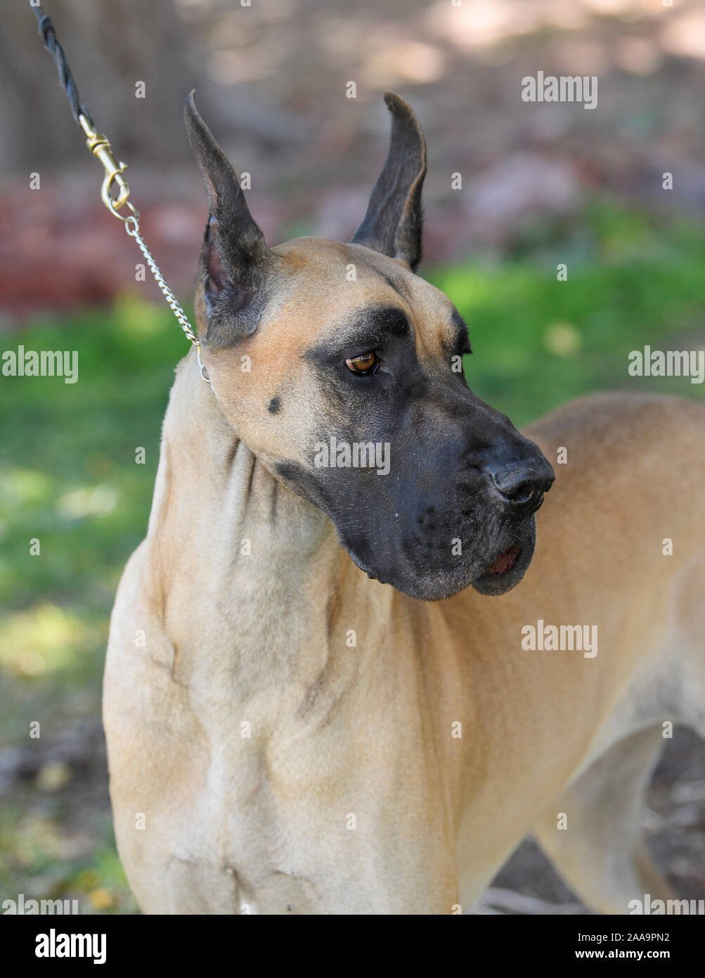 Deutsche Dogge Kopf geschossen im Profil im Park Stockfoto