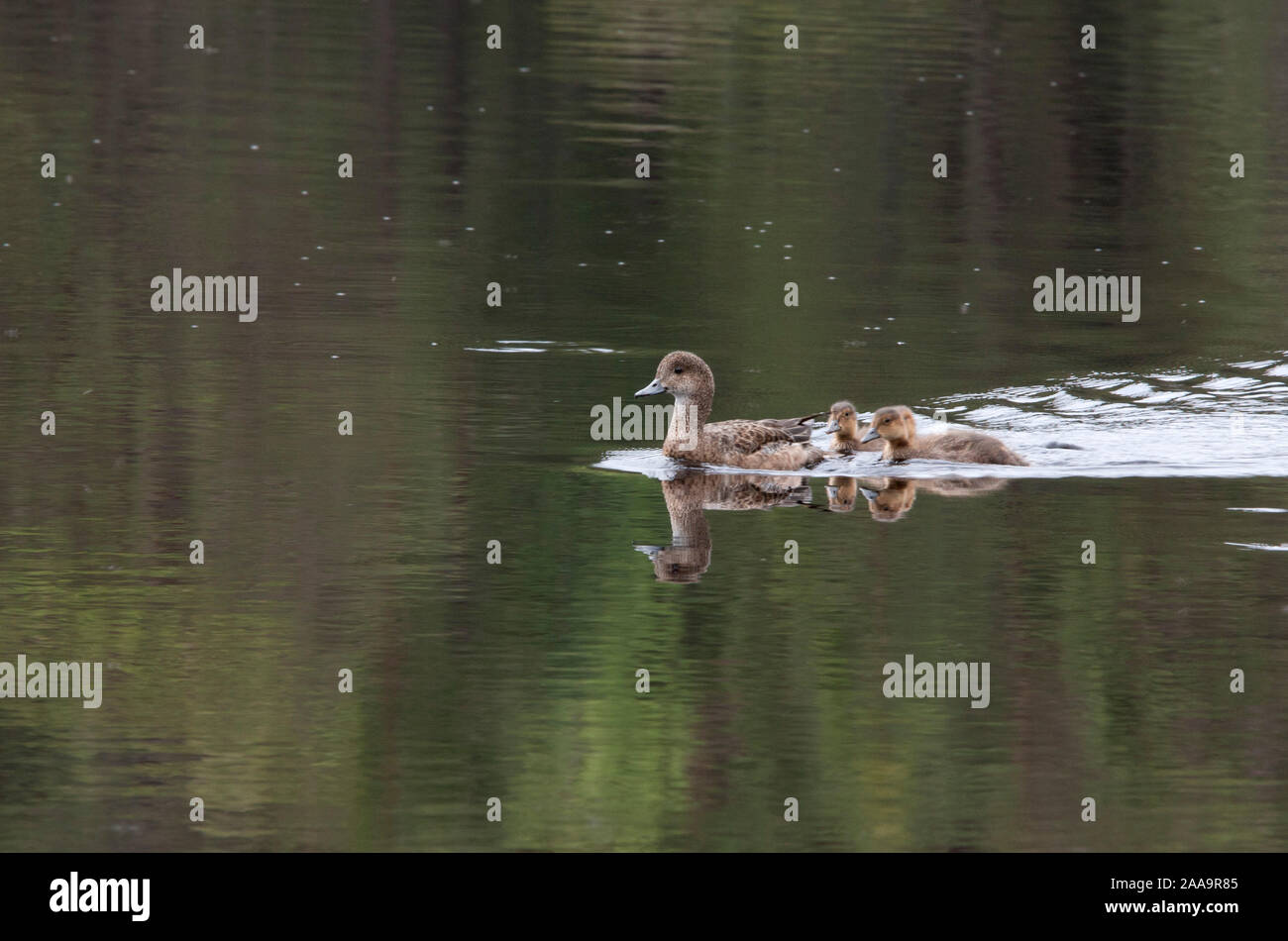 Pfeifente, Anas penelope, ein erwachsenes Weibchen schwimmen mit Jungen auf dem Loch. Loch Garten, Schottland, Großbritannien. Stockfoto