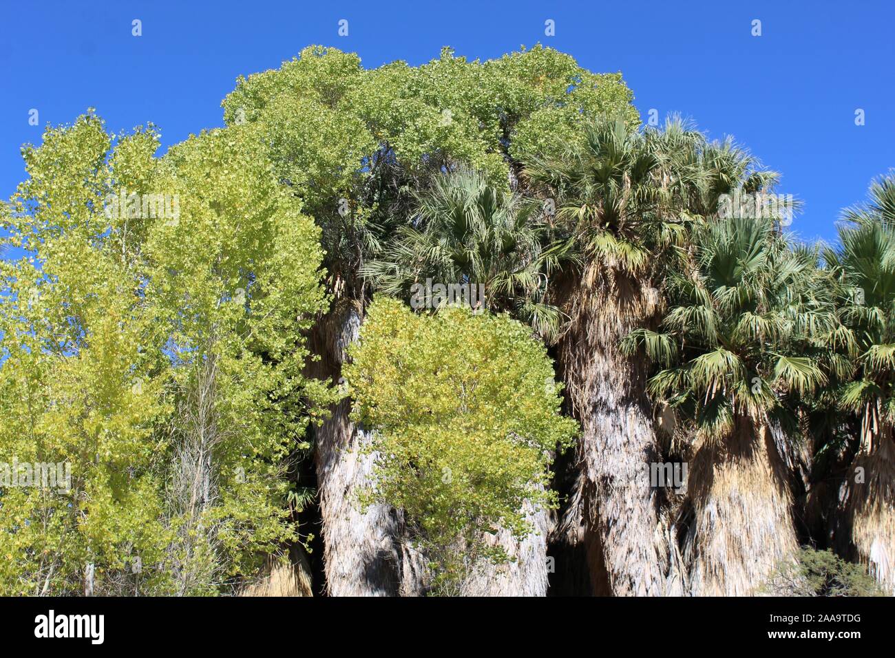 Die Oase Lebensraum an der Pappel Frühjahr Joshua Tree National Park unterstützt mehrere Colorado Wüste einheimischen Pflanzenarten, die nur in der Nähe von Feuchtigkeit wachsen. Stockfoto
