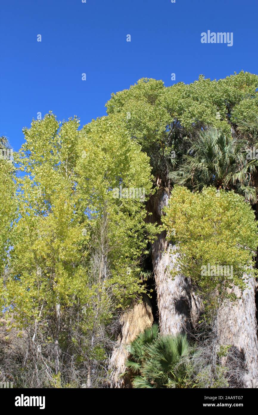Die Oase Lebensraum an der Pappel Frühjahr Joshua Tree National Park unterstützt mehrere Colorado Wüste einheimischen Pflanzenarten, die nur in der Nähe von Feuchtigkeit wachsen. Stockfoto