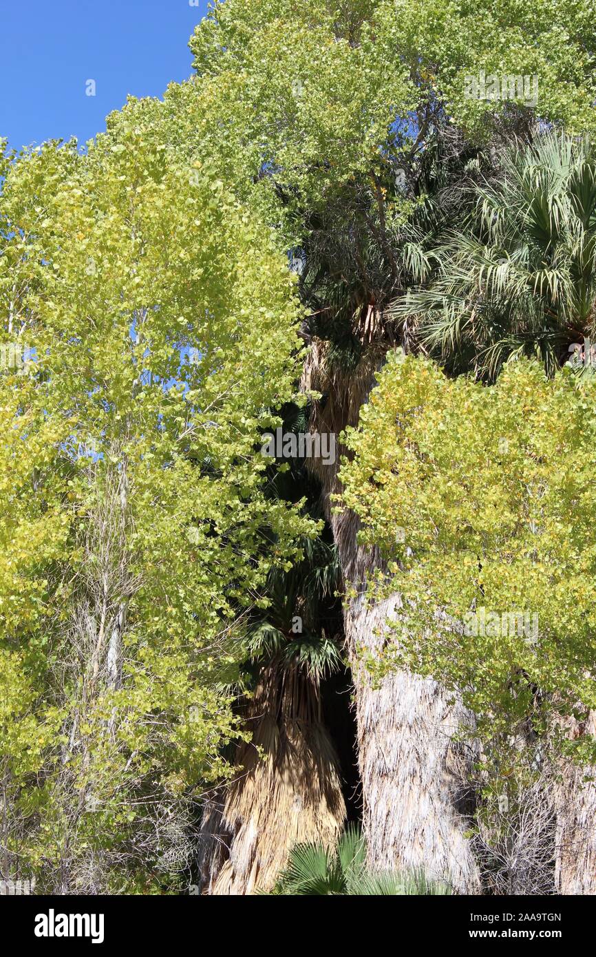 Die Oase Lebensraum an der Pappel Frühjahr Joshua Tree National Park unterstützt mehrere Colorado Wüste einheimischen Pflanzenarten, die nur in der Nähe von Feuchtigkeit wachsen. Stockfoto
