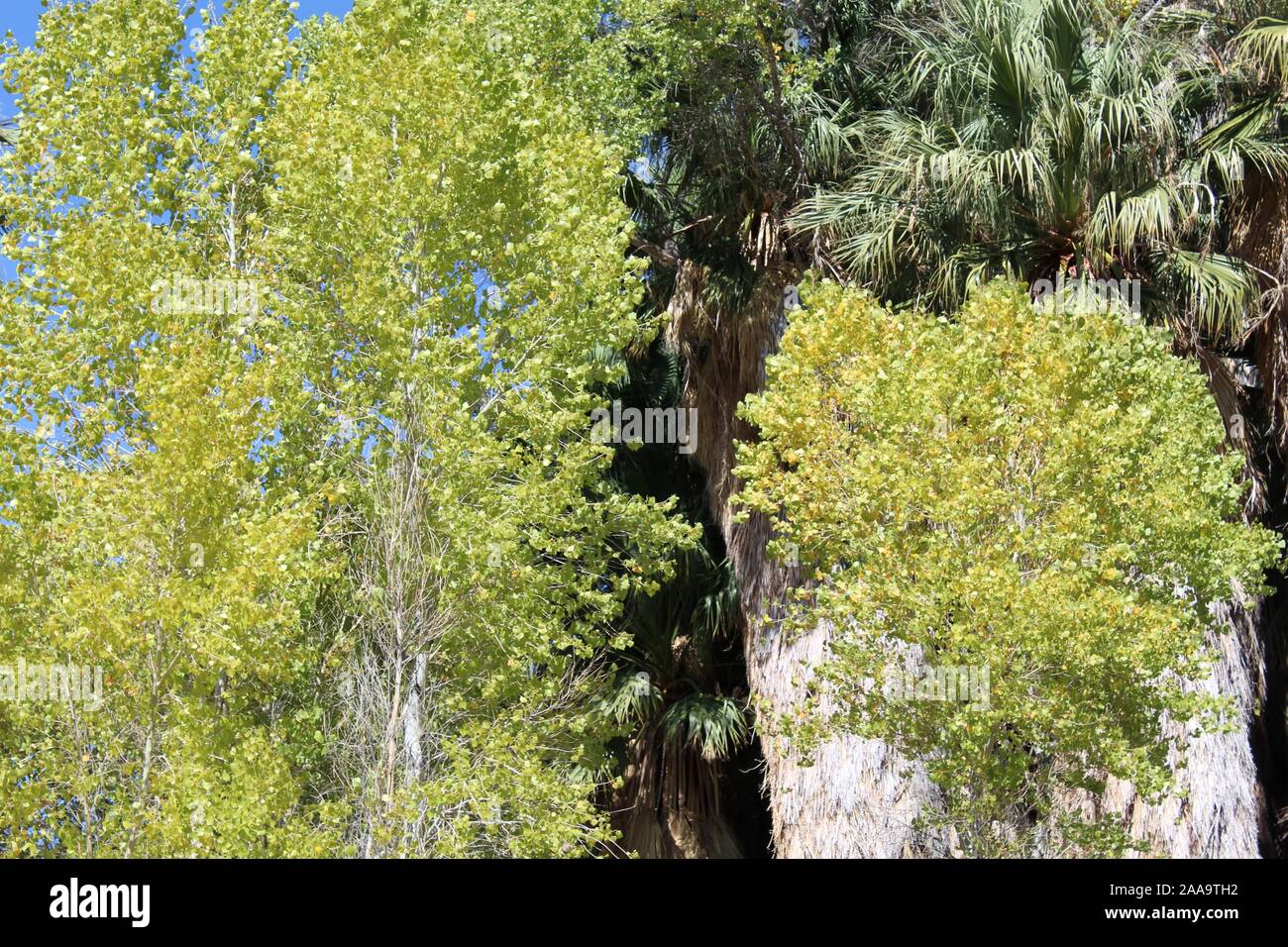 Die Oase Lebensraum an der Pappel Frühjahr Joshua Tree National Park unterstützt mehrere Colorado Wüste einheimischen Pflanzenarten, die nur in der Nähe von Feuchtigkeit wachsen. Stockfoto