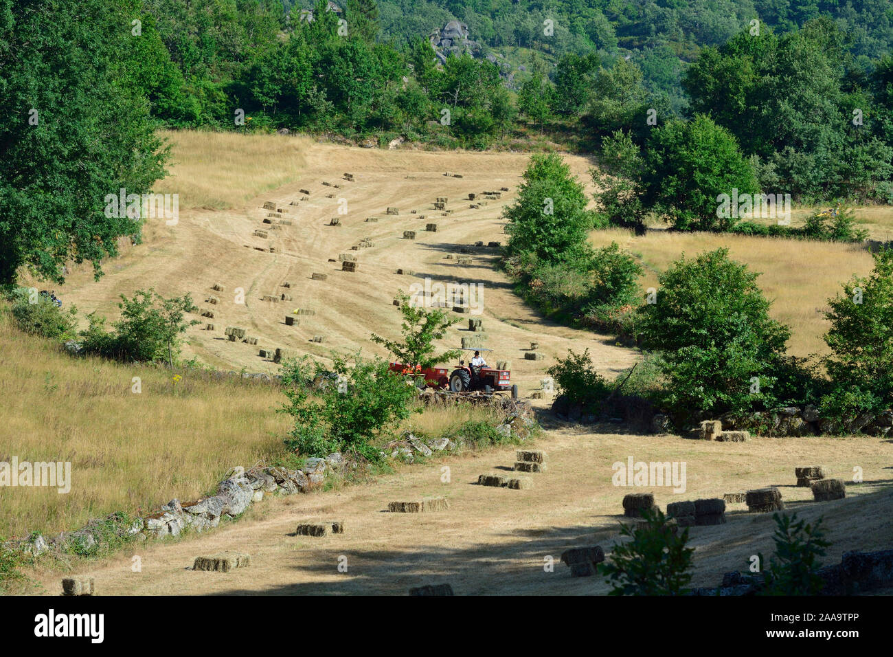 Heuernte bei Sirvozelo, Peneda Geres National Park. Portugal Stockfoto