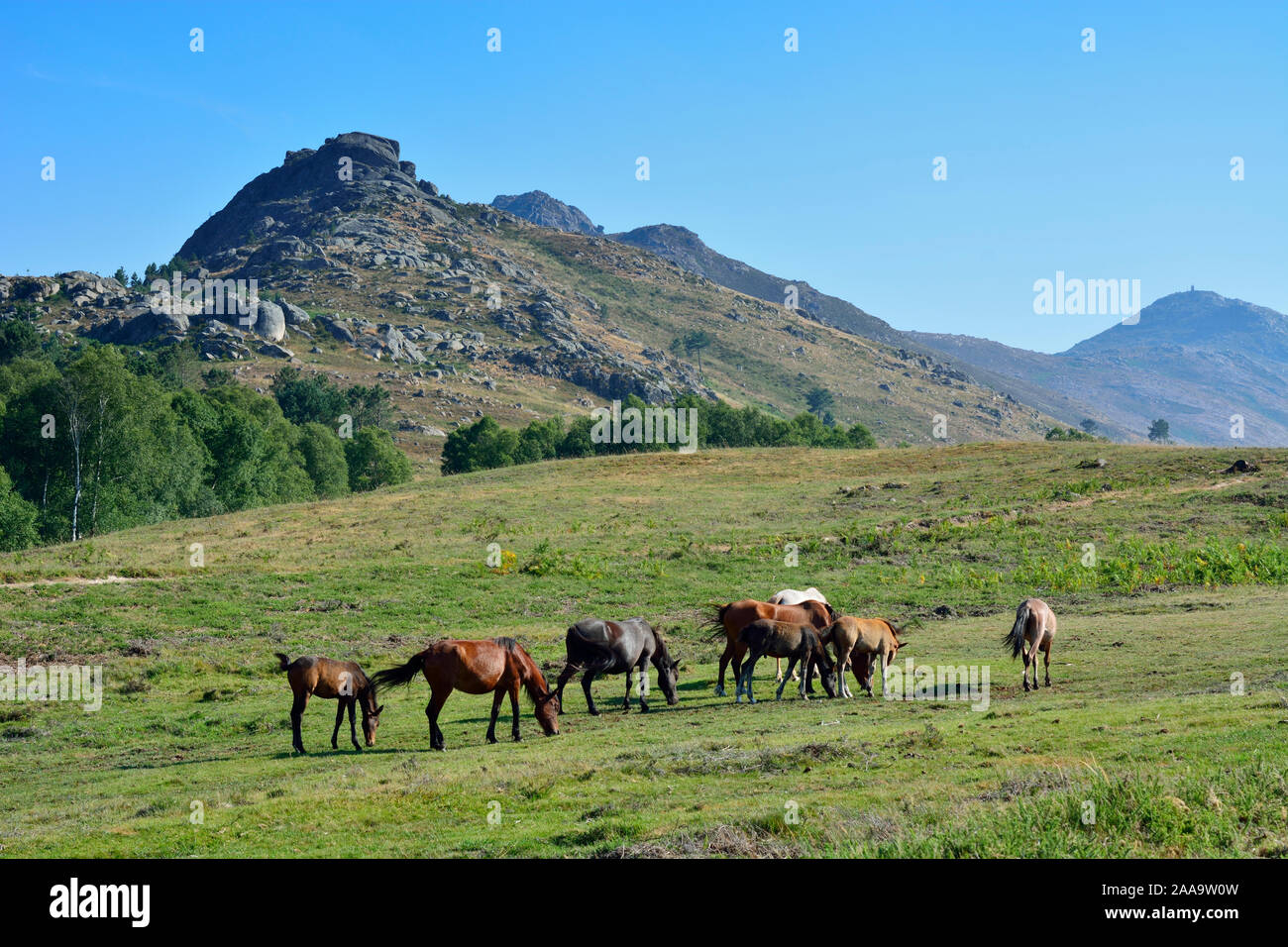 Garranos wilde Pferde an den Peneda mountain range, Lamas de Mouro. Nationalpark Peneda Geres, Portugal Stockfoto