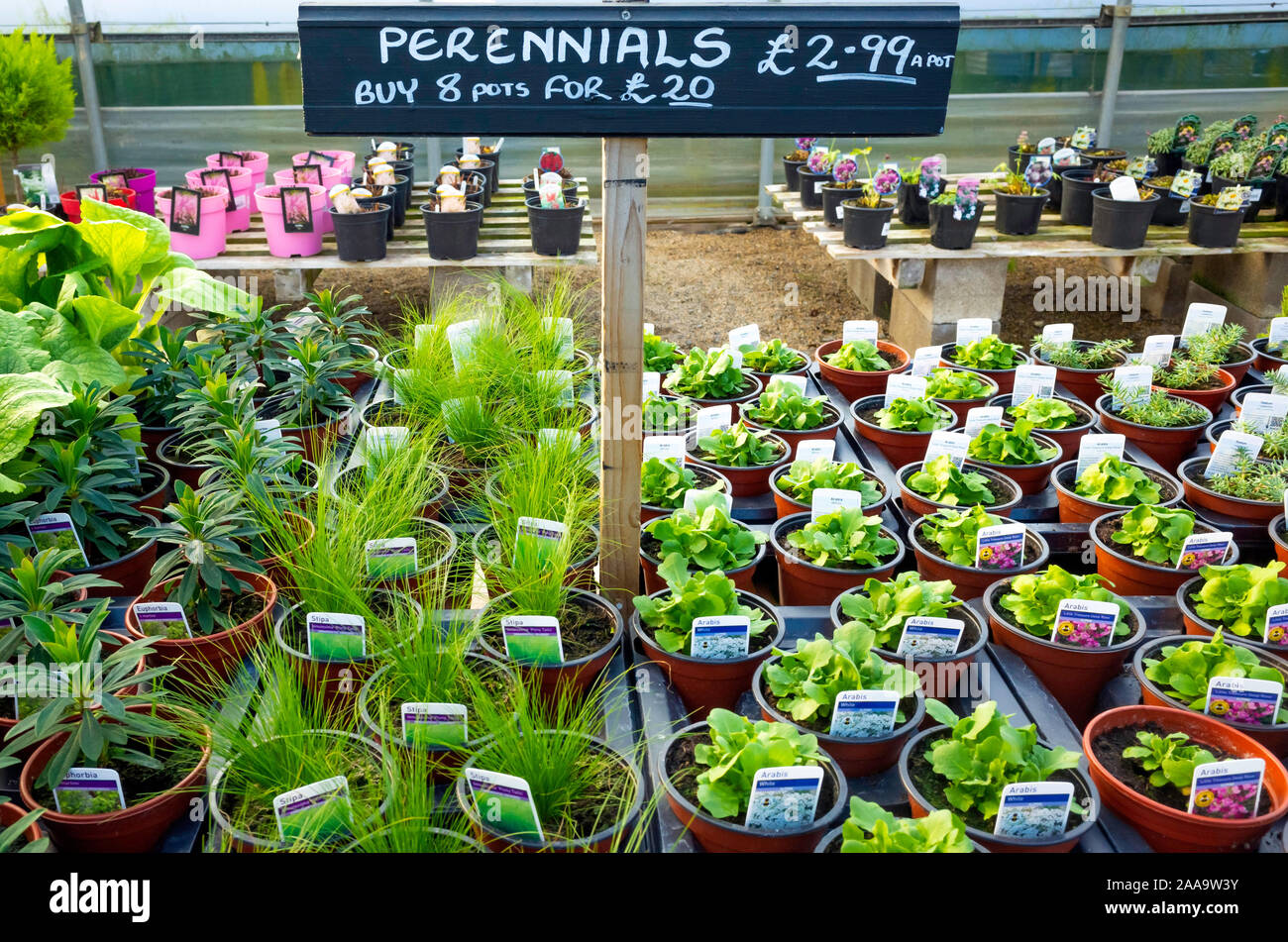 Eine Sammlung von Mehrjährig blühende Pflanzen für den Verkauf in einem Gartencenter im Herbst 2019 Preis von £ 2,99 pro Topf oder 8 Töpfe für £ 20. Stockfoto