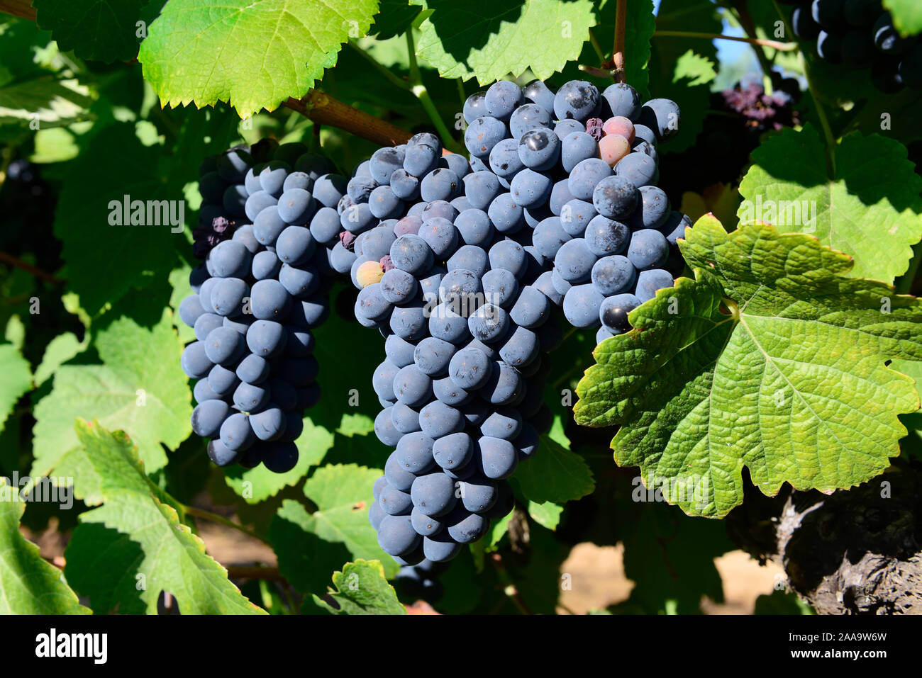 Rebsorte Syrah Rotwein zu machen. Alentejo, Portugal Stockfoto