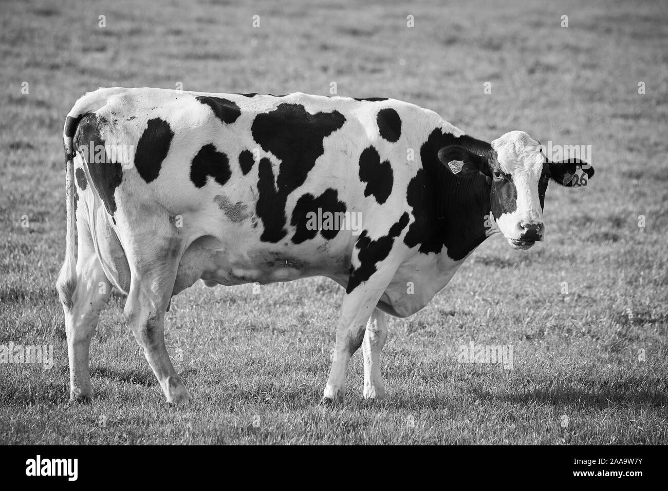 Schwarz-weiß-Porträt von Holstein Kuh Stockfoto