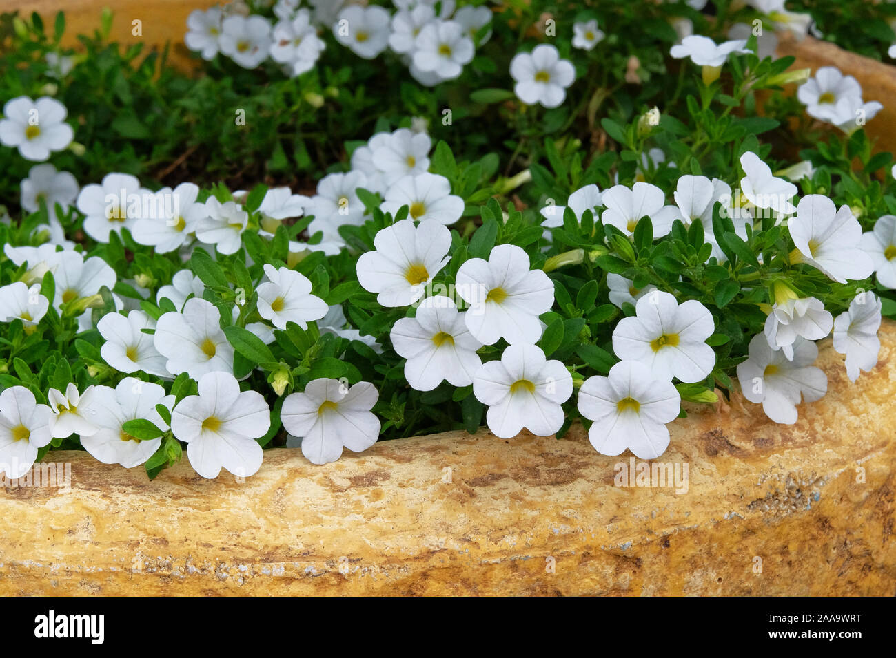 Blühende Pflanze für Landschaftsgestaltung. Bush mit vielen kleinen weißen Blumen in Blumenkästen. Stockfoto