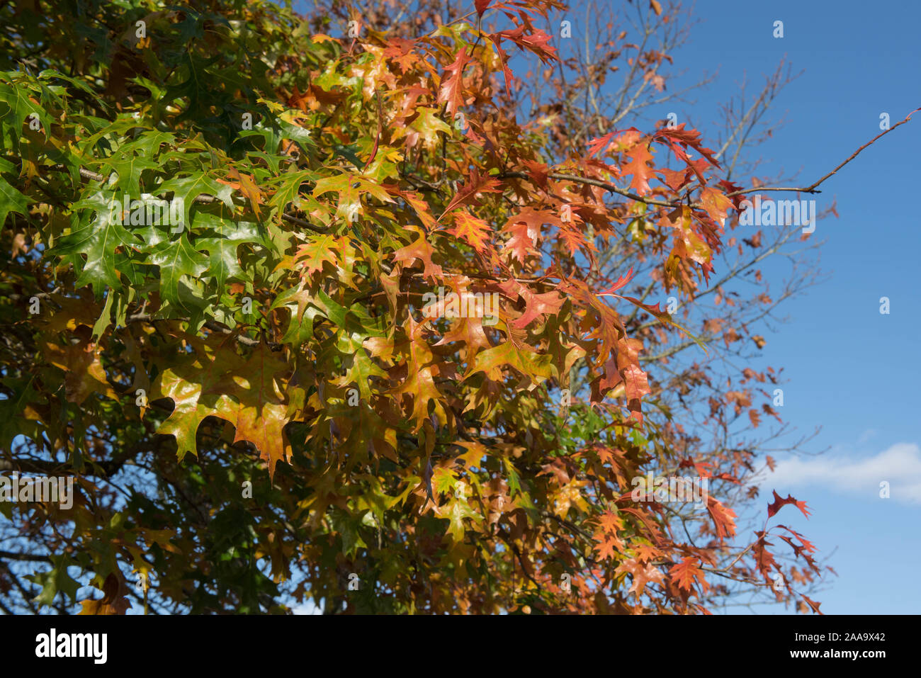 Bunte Blätter im Herbst der Stift Eiche oder Sumpf Spanische Eiche (Quercus palustris) in einem bewaldeten Garten Stockfoto