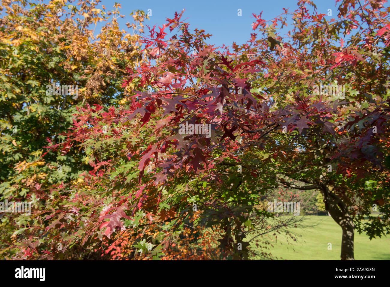 Bunte Blätter im Herbst der Stift Eiche oder Sumpf Spanische Eiche (Quercus palustris) in einem bewaldeten Garten Stockfoto