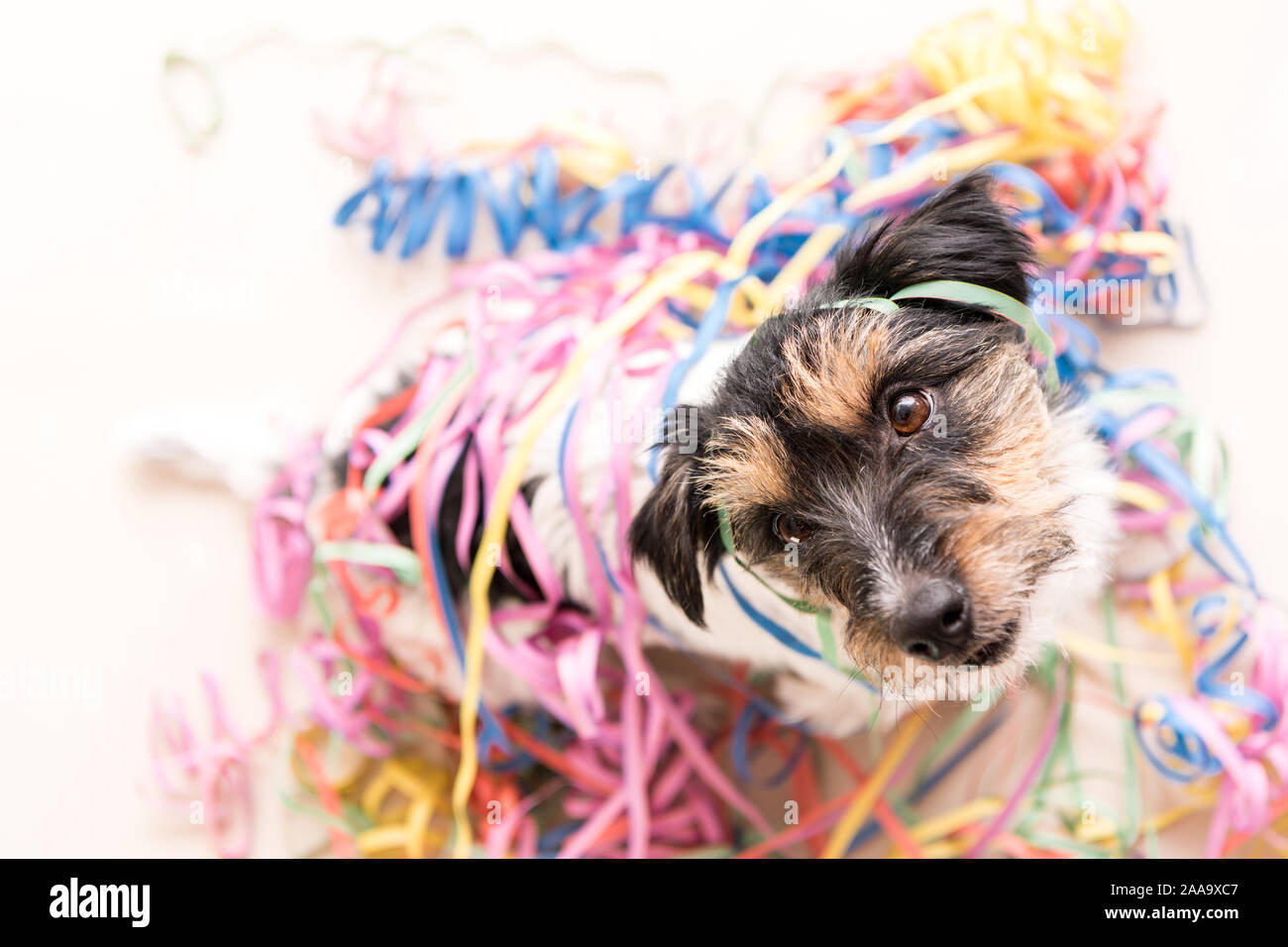 sylvester hund stockfotos und bilder kaufen alamy