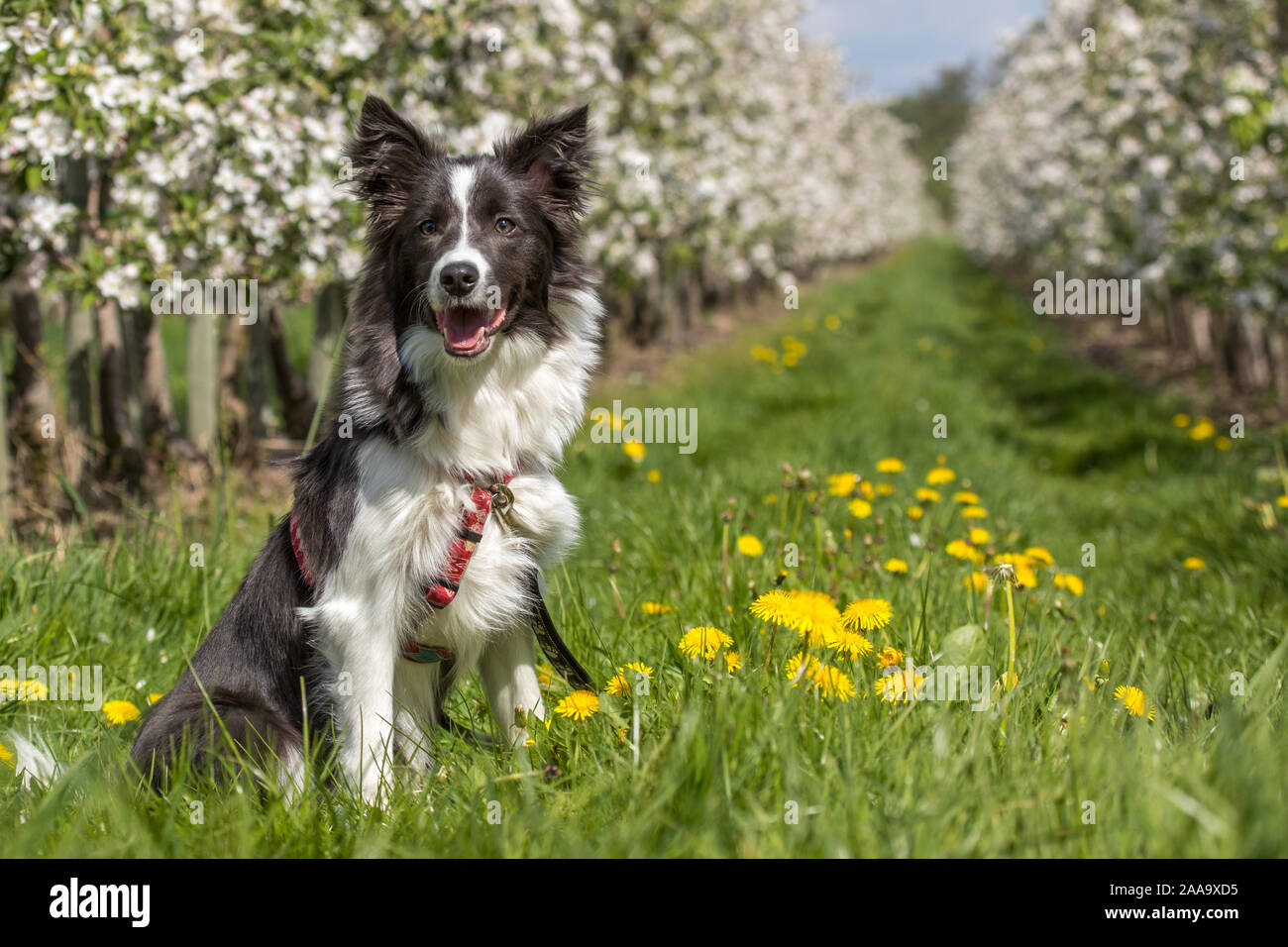 Amy im Alten Land Stockfoto