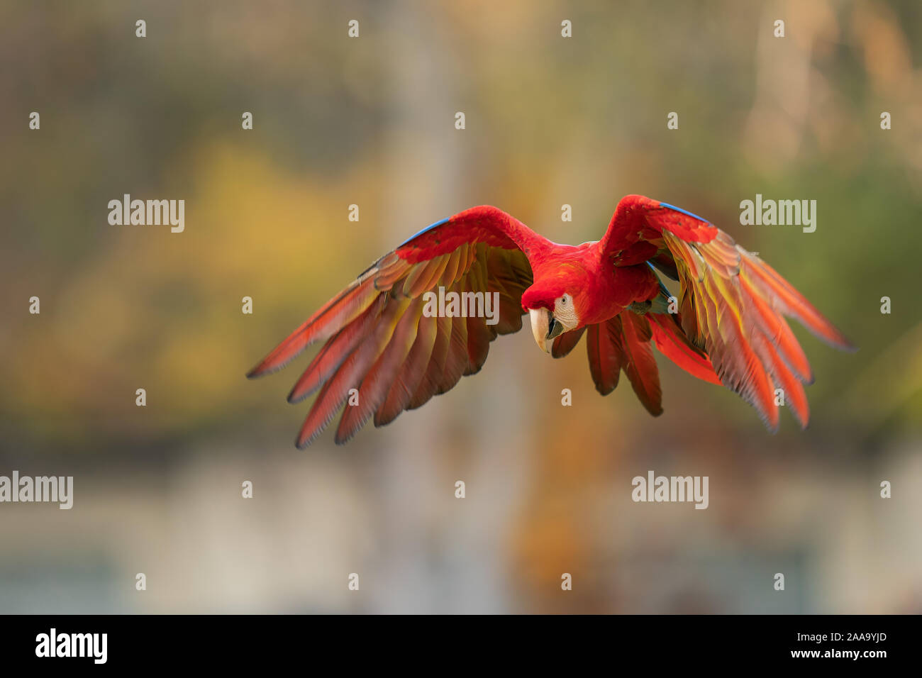 Fliegenden Roten tropischen Papagei. Hellrote ara in der Luft. Stockfoto