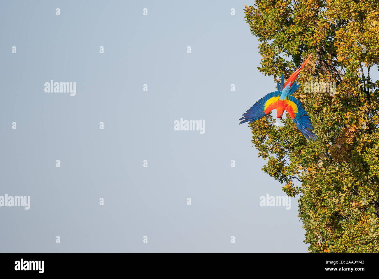 Hellrote ara Fliegen von Baum mit Kopie Raum Stockfoto