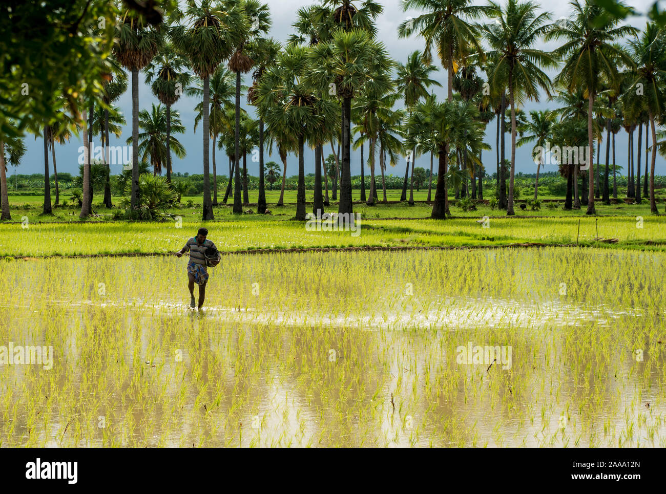 Ein Landwirt Rundfunk harnstoffdünger Mischung in einem tamilnadu Reisfeld Stockfoto