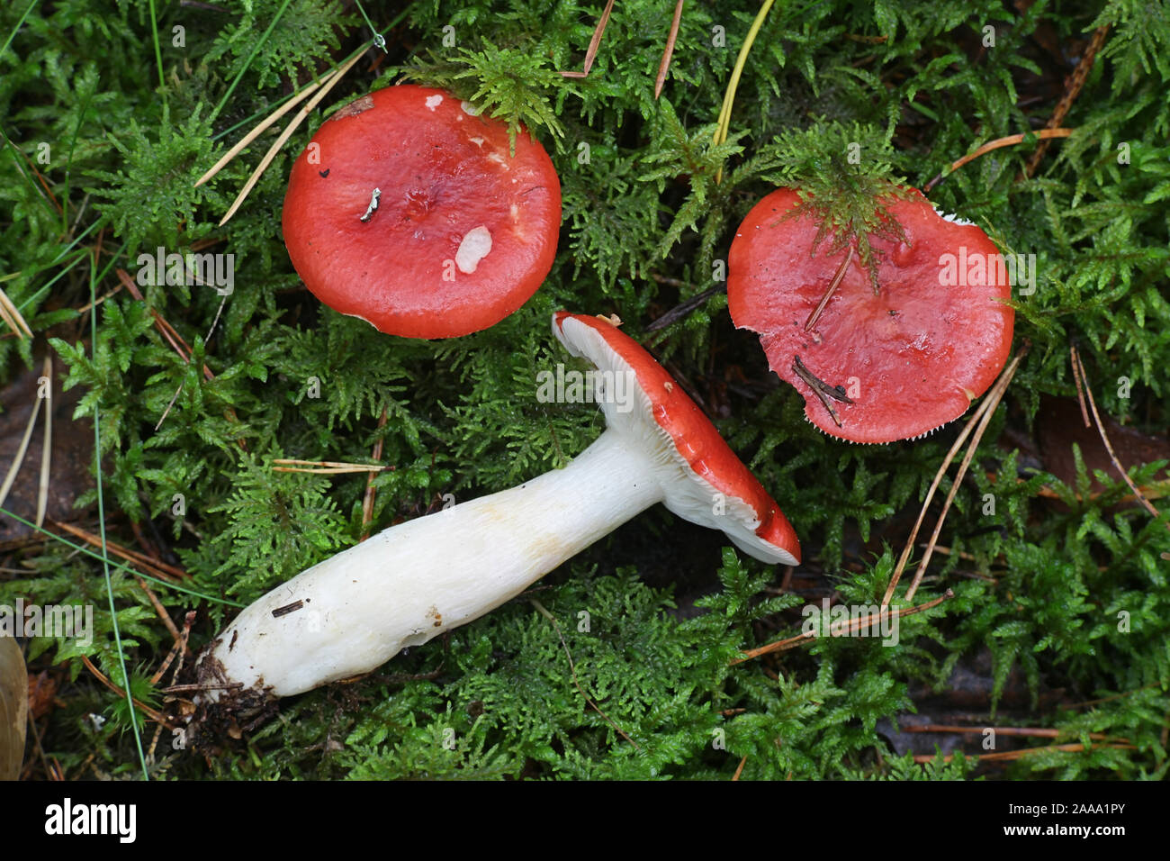 Psathyrella brittlegill rhodopus, rote, wilde Pilze aus Finnland Stockfoto