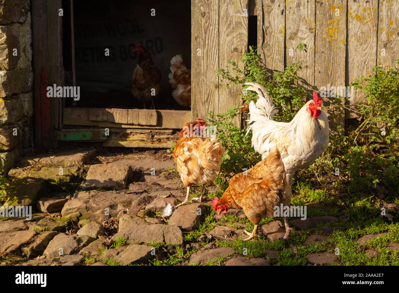 Free Range Hühner in einem Hof in Yorkshire. Stockfoto