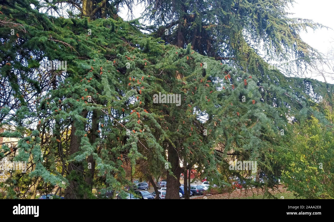 Natur Hintergrund - immergrüner Baum Zweige - Ustanicka, Konjarnik, vozdovac Belgrad, Serbien Stockfoto