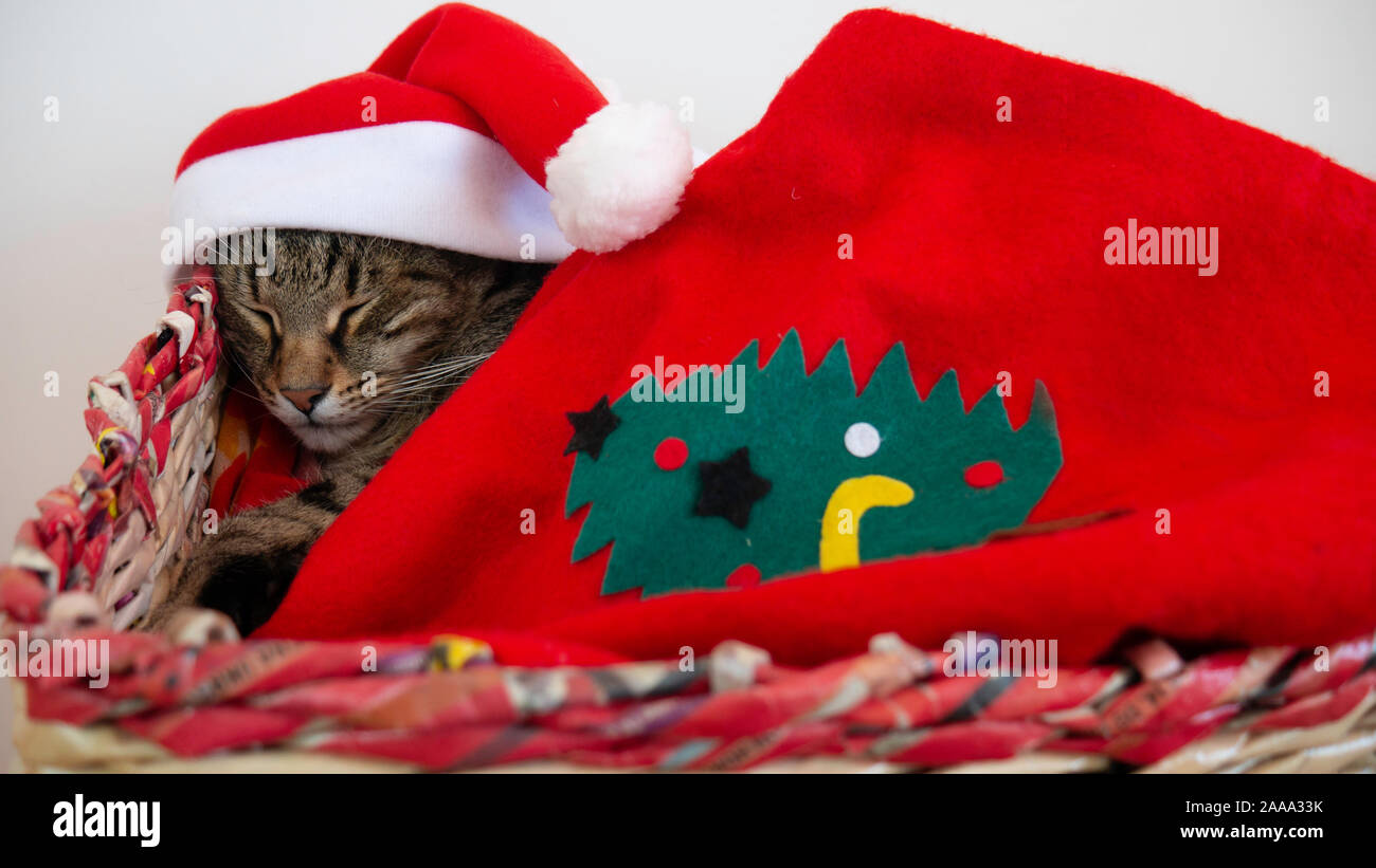 Gestreifter Tom Cat als Weihnachtsgeschenk. Stockfoto