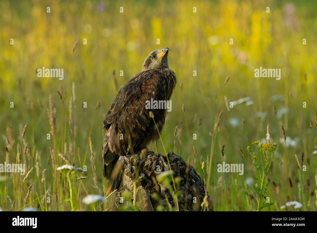 Red Kite, bis in den Himmel Stockfoto