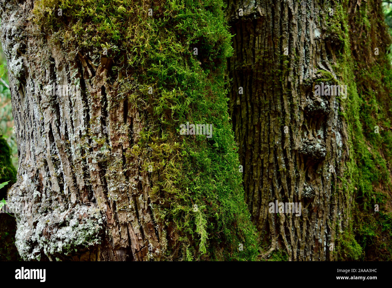 Grüner Baum Moos wachsen auf der Rinde von Bäumen an der Küste von Vancouver Island, British Columbia Kanada. Stockfoto