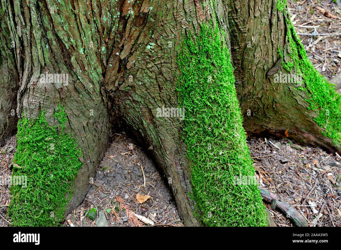 Eine Nahaufnahme Bild der grünen Moos wächst an einem Baumstamm auf Vancouver Island, British Columbia, Kanada. Stockfoto