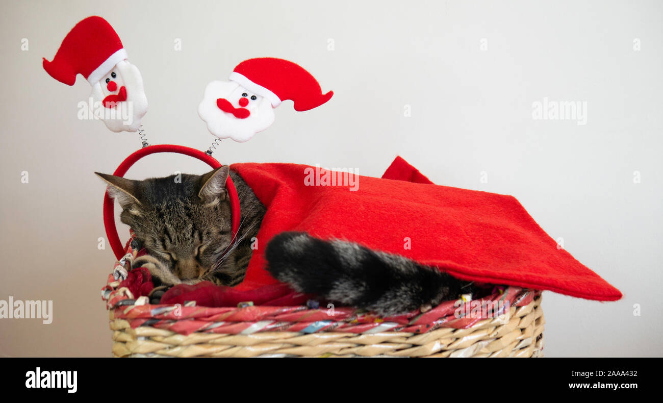 Müde tom CAT schläft in den Weihnachts- und Neujahrsferien in einem Korb. Die Katze steckte in eine rote Decke mit einem Weihnachtsmann Haarband. Stockfoto