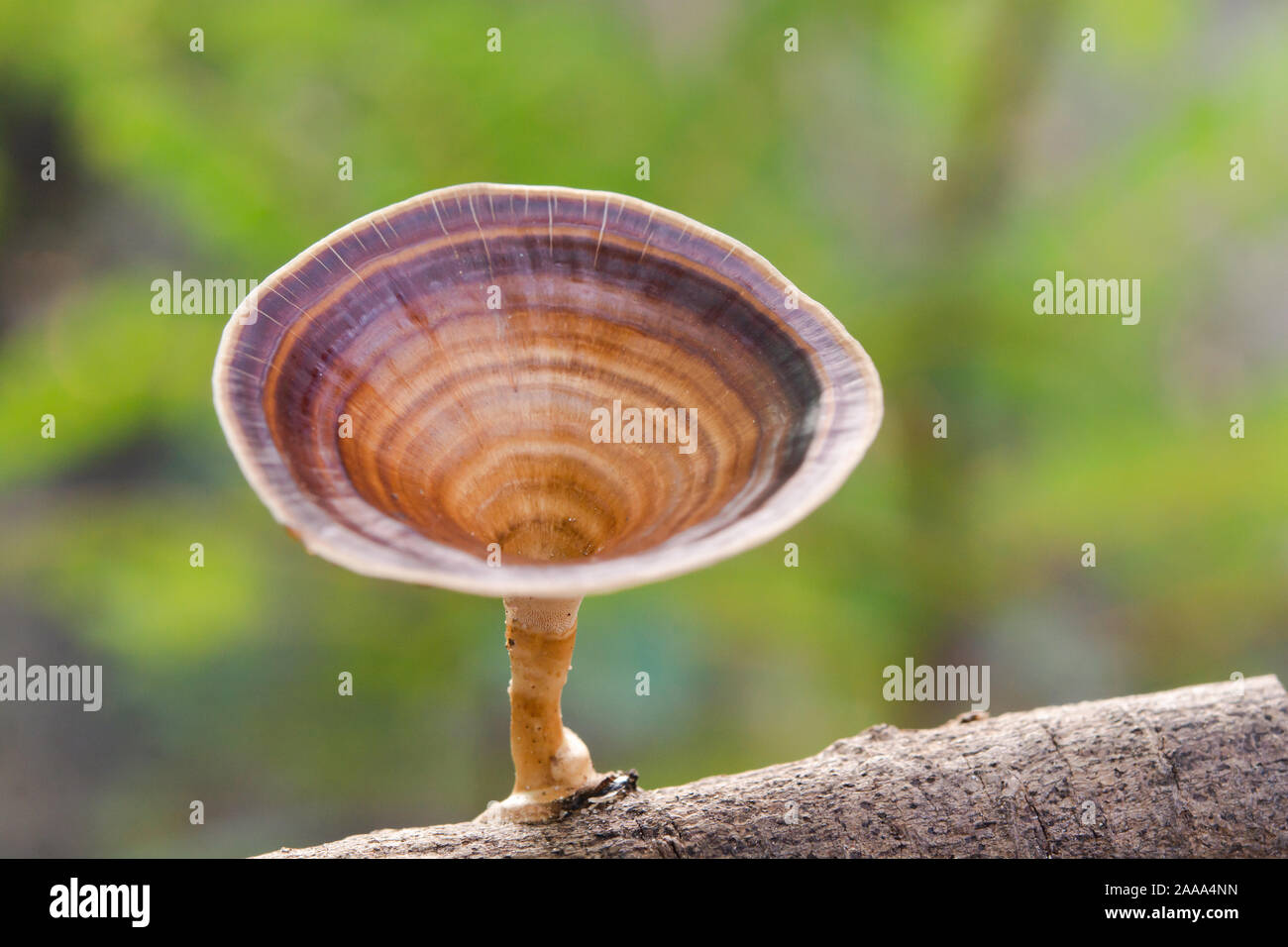 Braun Pilz Microporus xanthopus Fr. Kuntze auf Ast Stockfoto