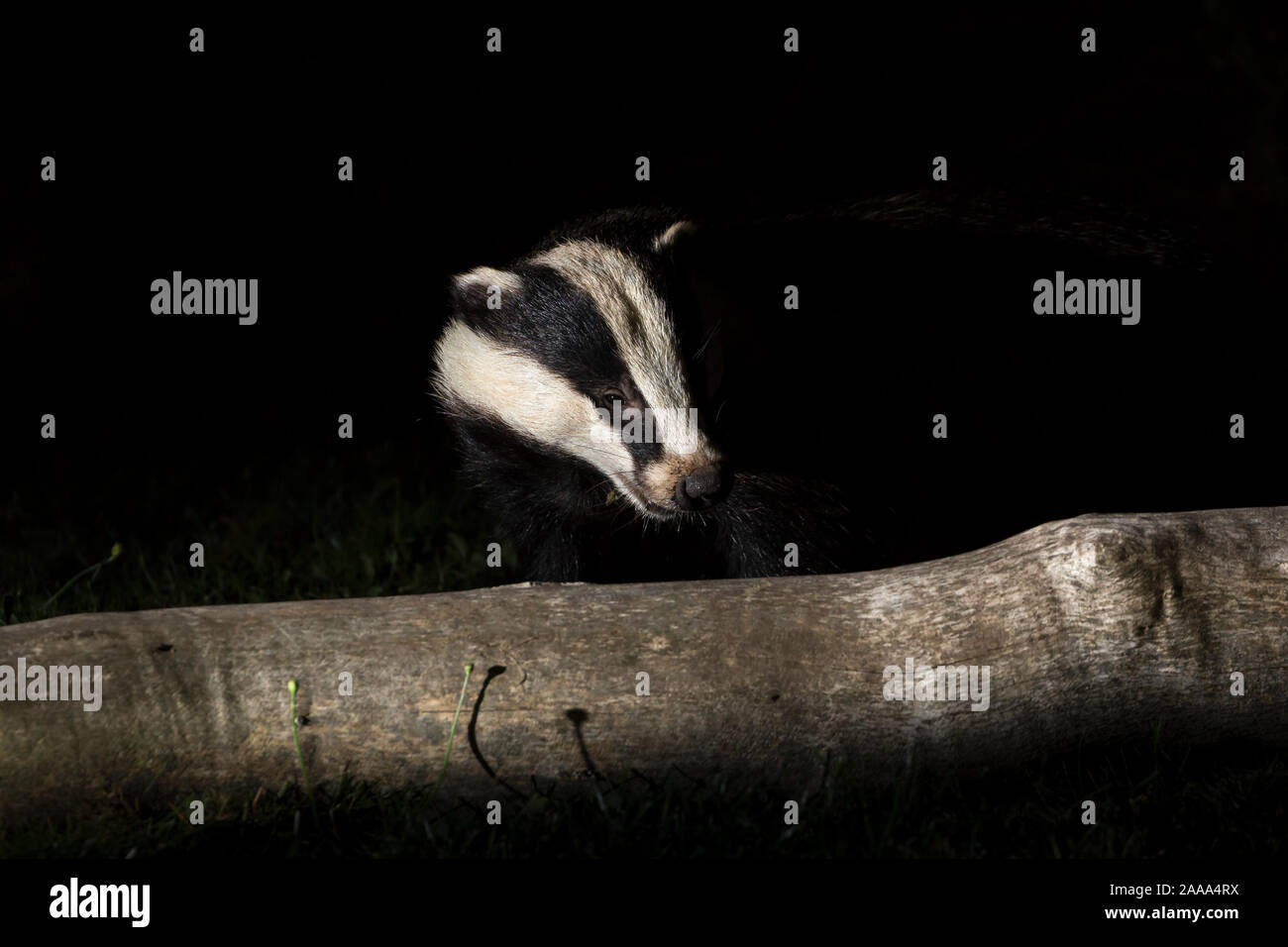 Detaillierte, Nahaufnahme Vorderansicht headshot eines wilden, hungrigen, städtische Dachs (Meles meles) im Dunkeln isoliert, suchen nach Nahrung in einer britischen Garten bei Nacht. Stockfoto