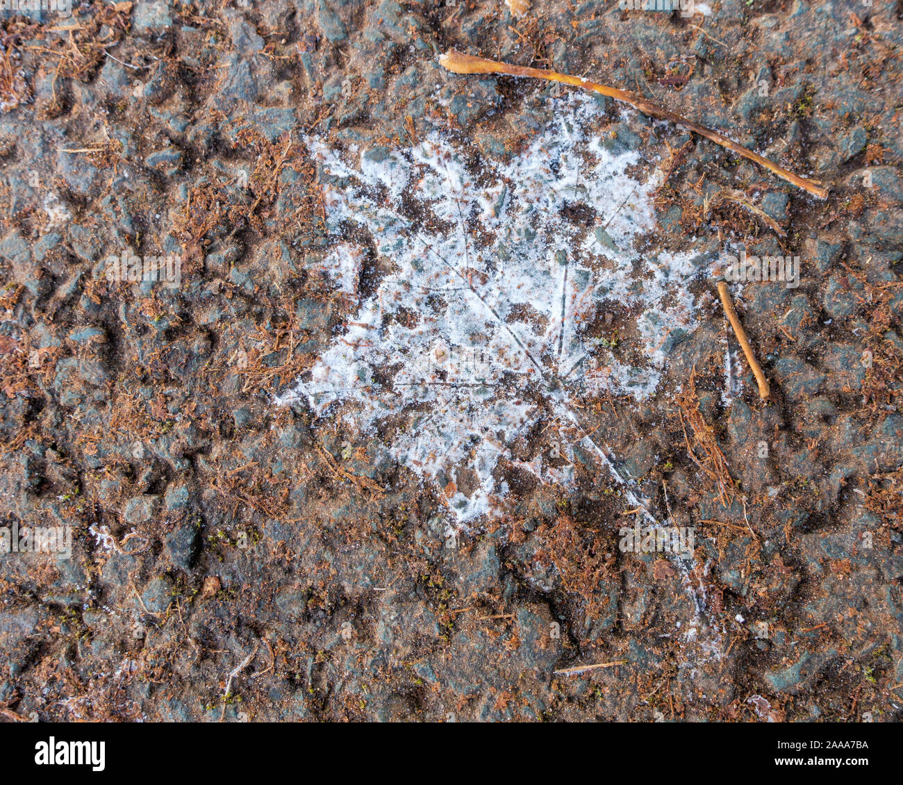 Uk Wetter: An einem frostigen Morgen fuhr ein Lkw auf einem Feldweg senden die Blätter fliegen und das Aufdecken der Frost Schatten unter Laub. Stockfoto