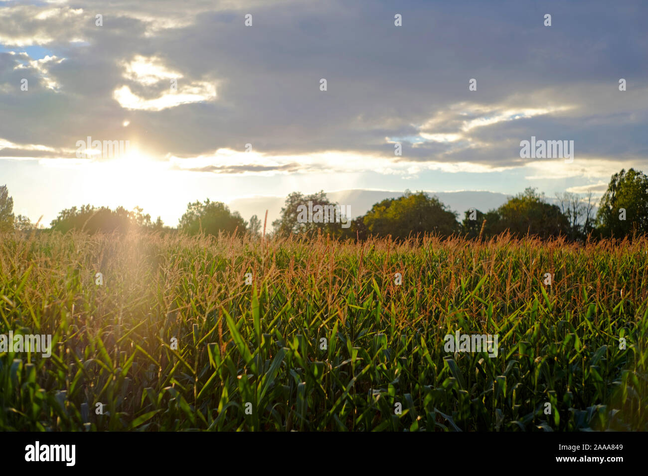 Sonnenuntergang in einem Kornfeld Stockfoto
