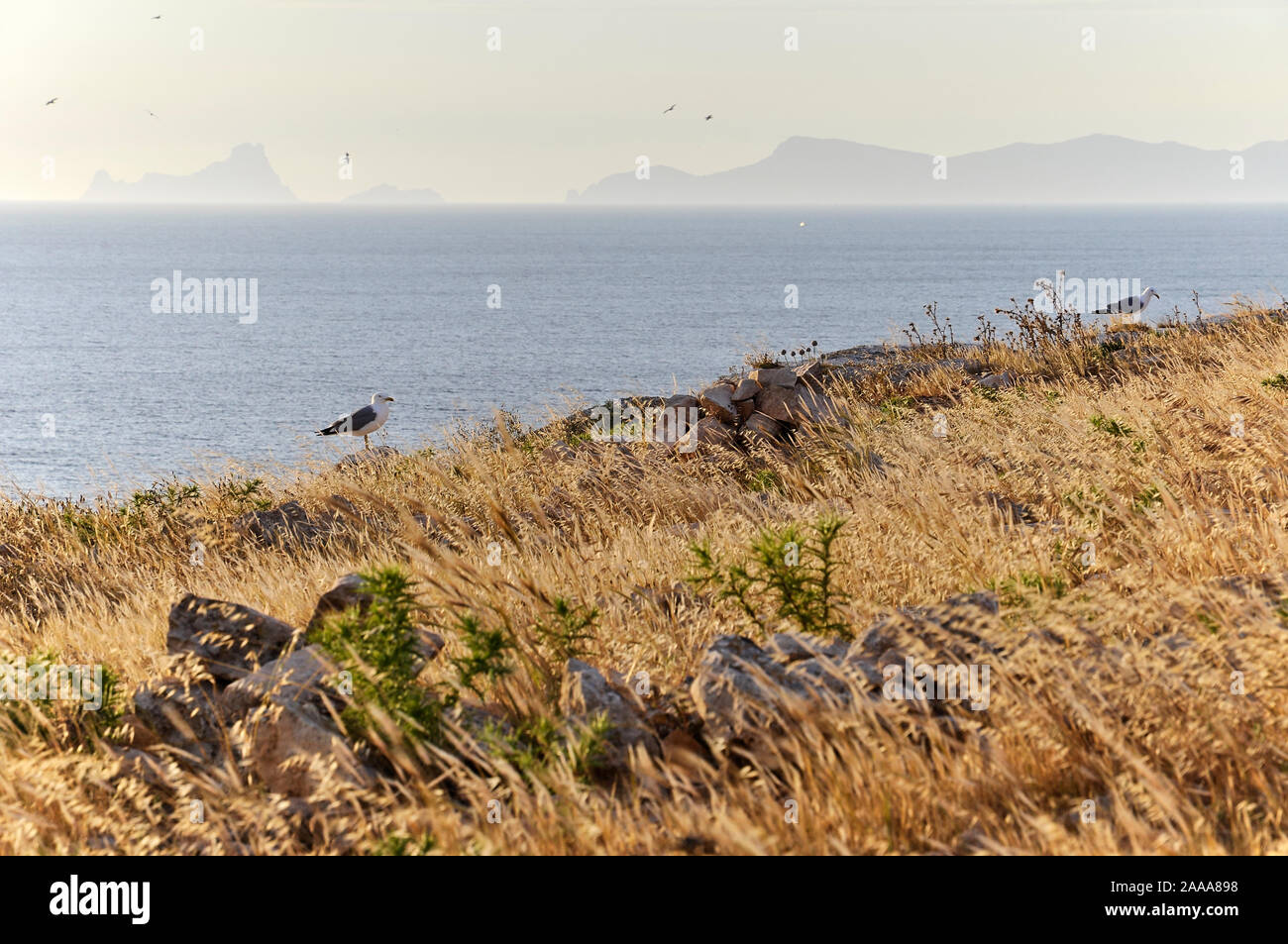 Yellow-legged Möwen (Larus michahellis) in Gap die Barbaria mit Es Vedrá und Ibiza Inseln in der Ferne (Formentera, Balearen, Spanien) Stockfoto