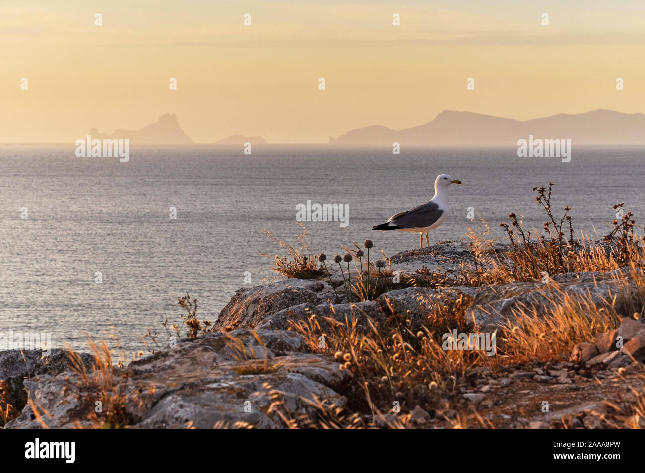 Gelbbeinige Möwe (Larus michahellis) in Cap de Barbaria mit es Vedrá und Ibiza-Inseln in der Ferne (Formentera, Balearen, Spanien) Stockfoto