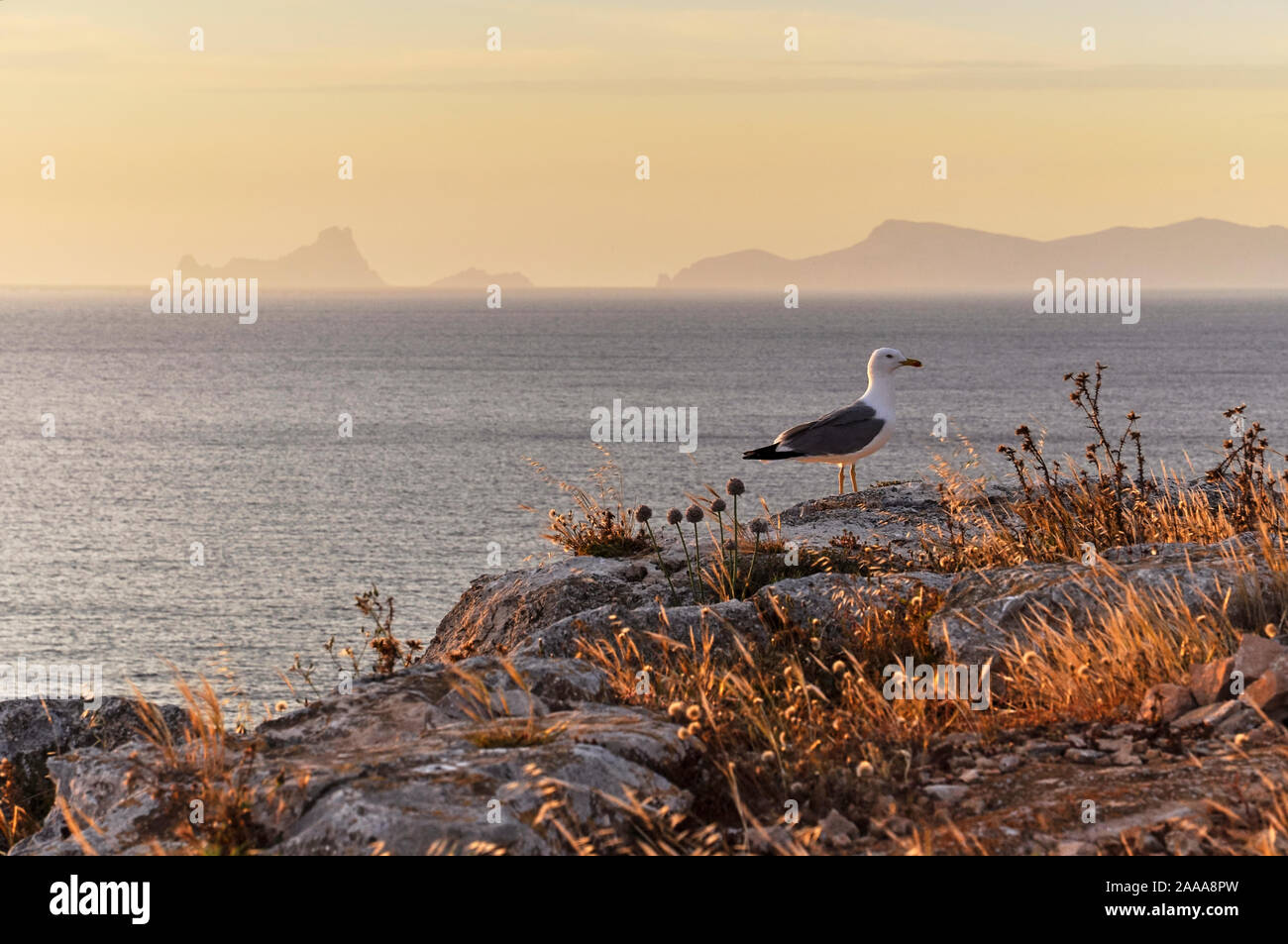 Yellow-legged Seagull (Larus michahellis) in Gap die Barbaria mit Es Vedrá und Ibiza Inseln in der Ferne (Formentera, Balearen, Spanien) Stockfoto