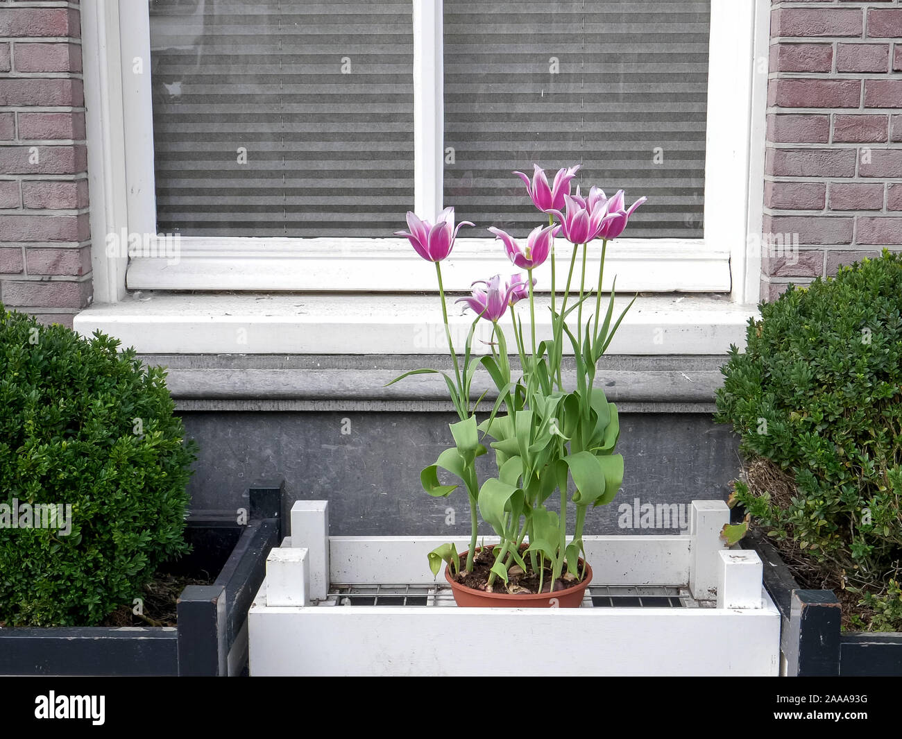 Blüte rosa Tulpen in einer Pflanzmaschine in Amsterdam Stockfoto