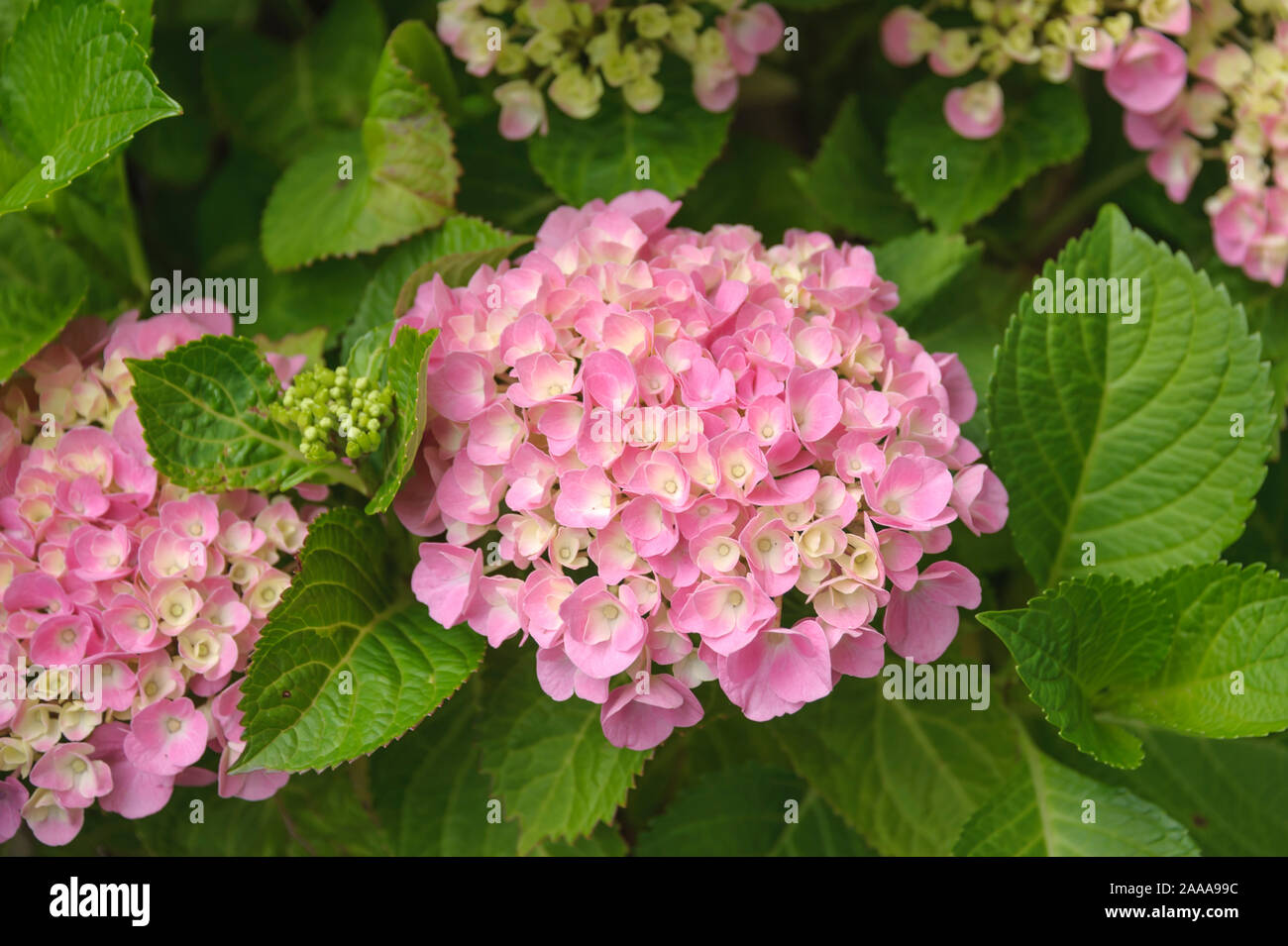 Garten-Hortensie (Hydrangea macrophylla FÜR IMMER & IMMER® Rosa) Stockfoto