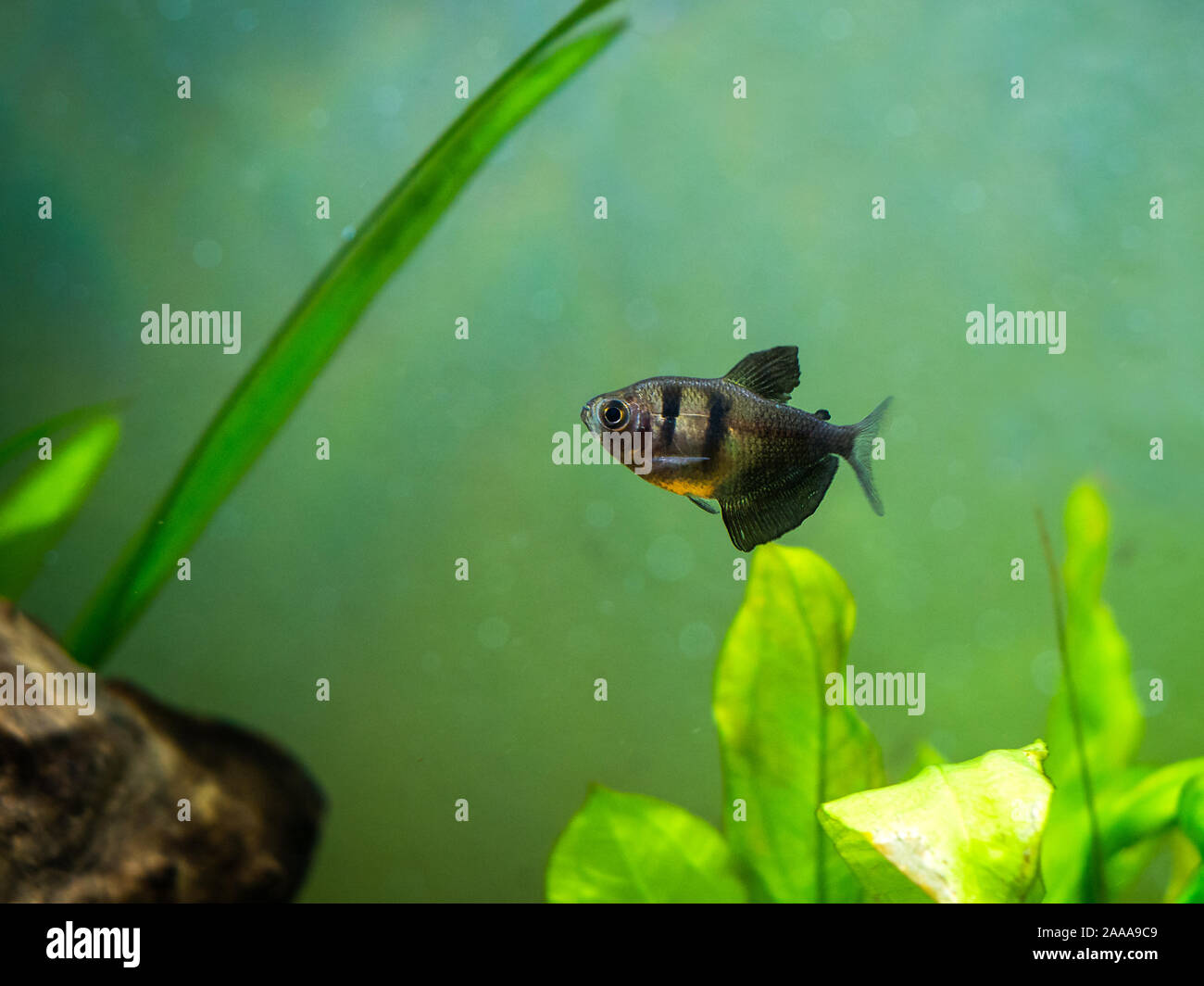 Schwarzer Rock Tetra (Gymnocorymbus ternetzi) in ein Aquarium Stockfoto