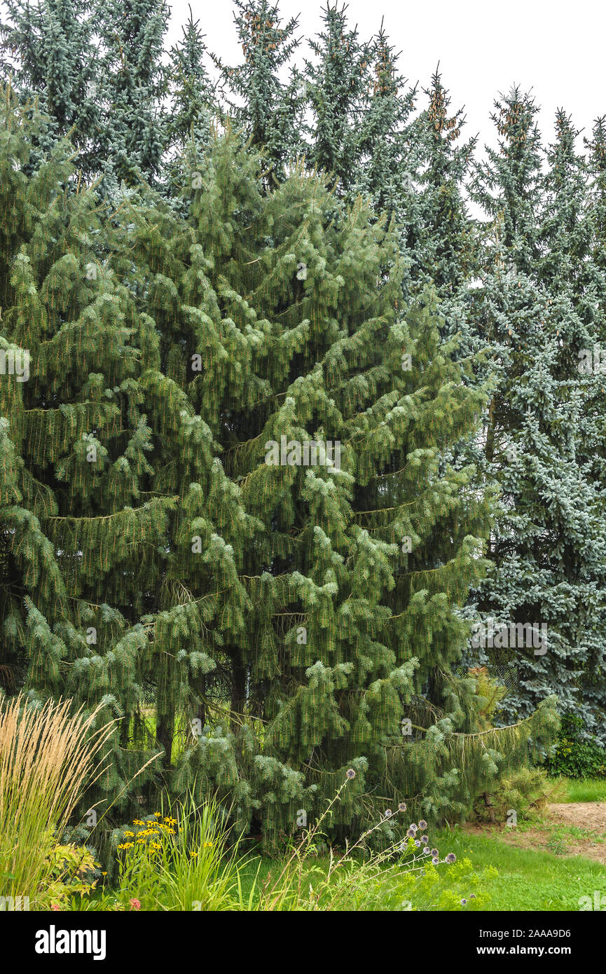 Siskiyou-Fichte (Picea brauereiwerbemittel) Stockfoto
