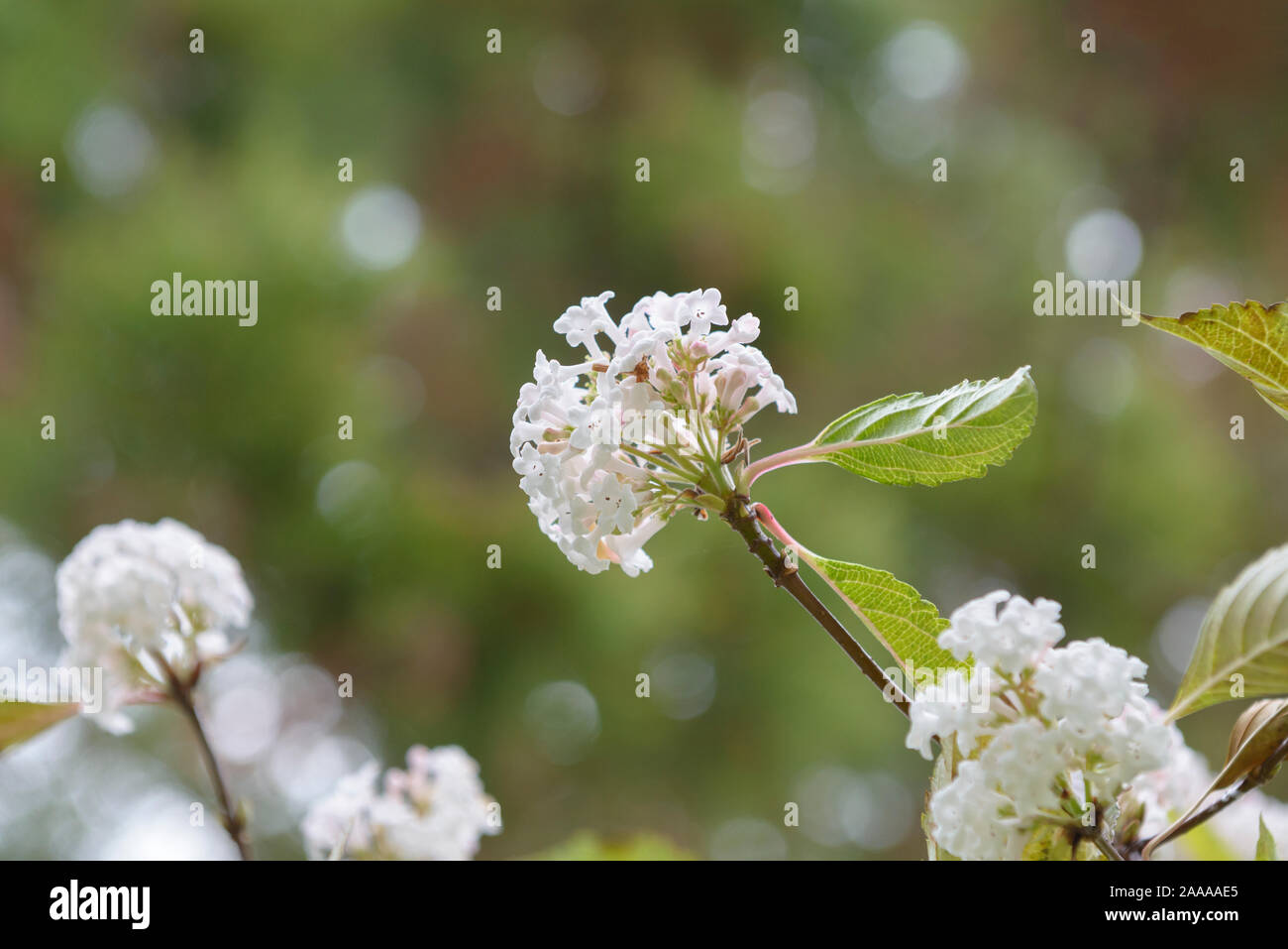 (Viburnum farreri Duft-Schneeball) Stockfoto