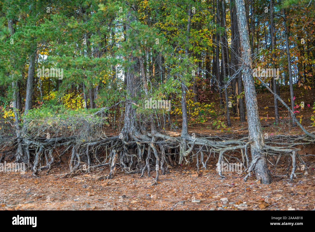 Eine Reihe von Bäumen mit freiliegenden Wurzeln hängen an der Küste des Lake Lanier, Georgia Erosion von Trockenheit an einem sonnigen Tag im Herbst verursacht Stockfoto