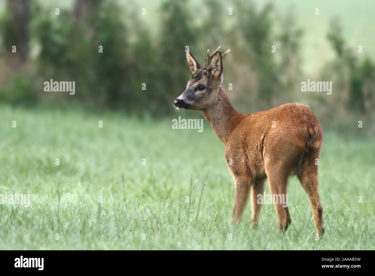 Reh in Wiese am Niederrhein Stockfoto