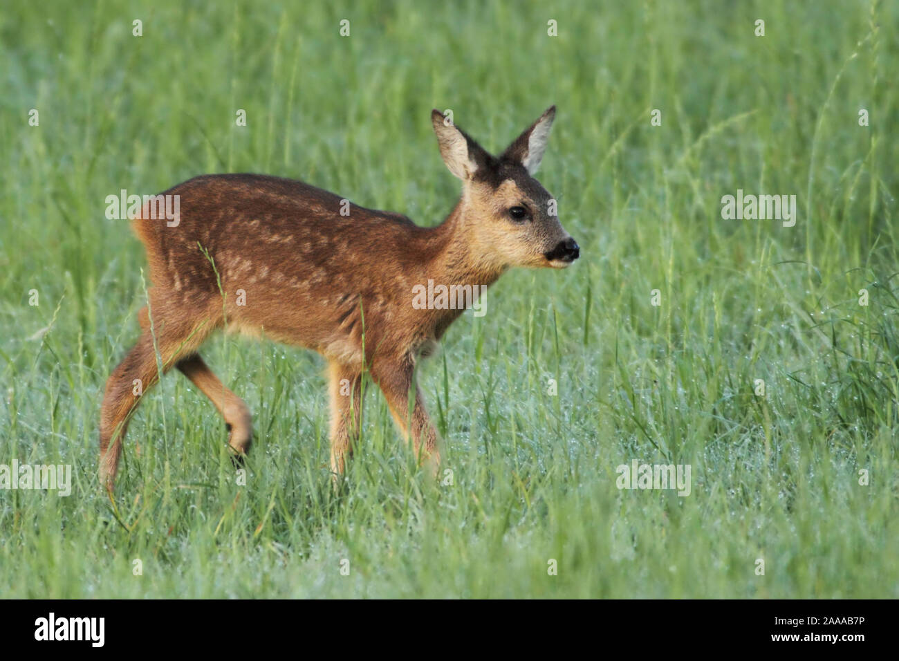 Reh in Wiese am Niederrhein Stockfoto