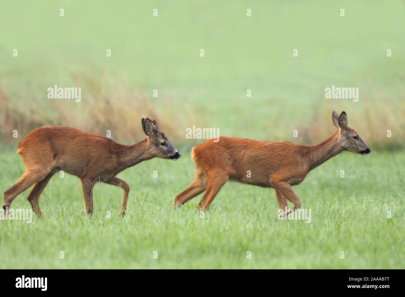 Reh in Wiese am Niederrhein Stockfoto