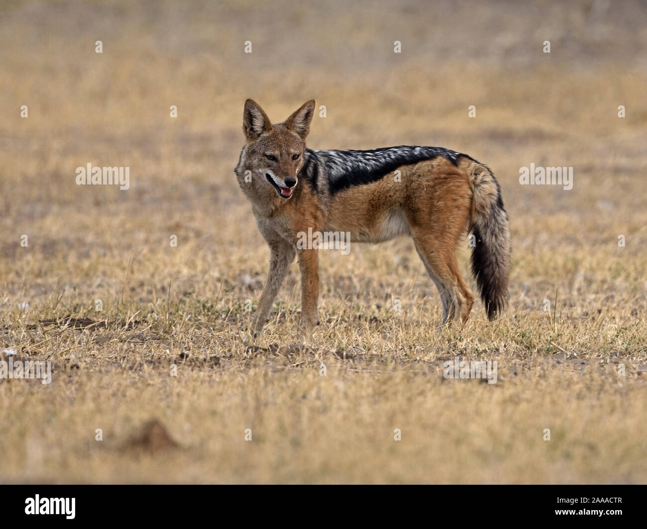 Black-backed Jackal stehend Stockfoto